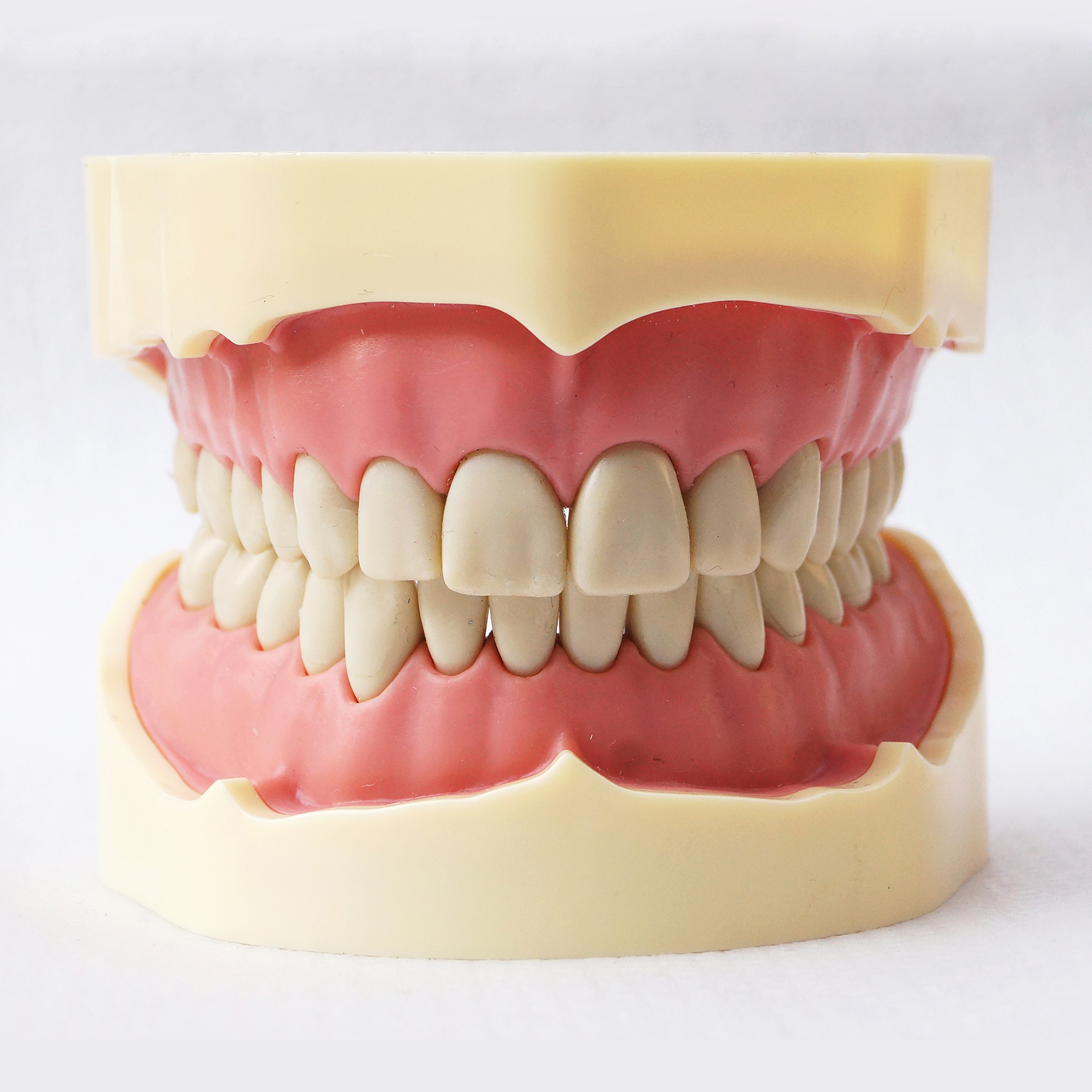 TM-A5-01 Standard Model, Dental Teeth Model Study And Teach Soft Gum BF Style 28pcs