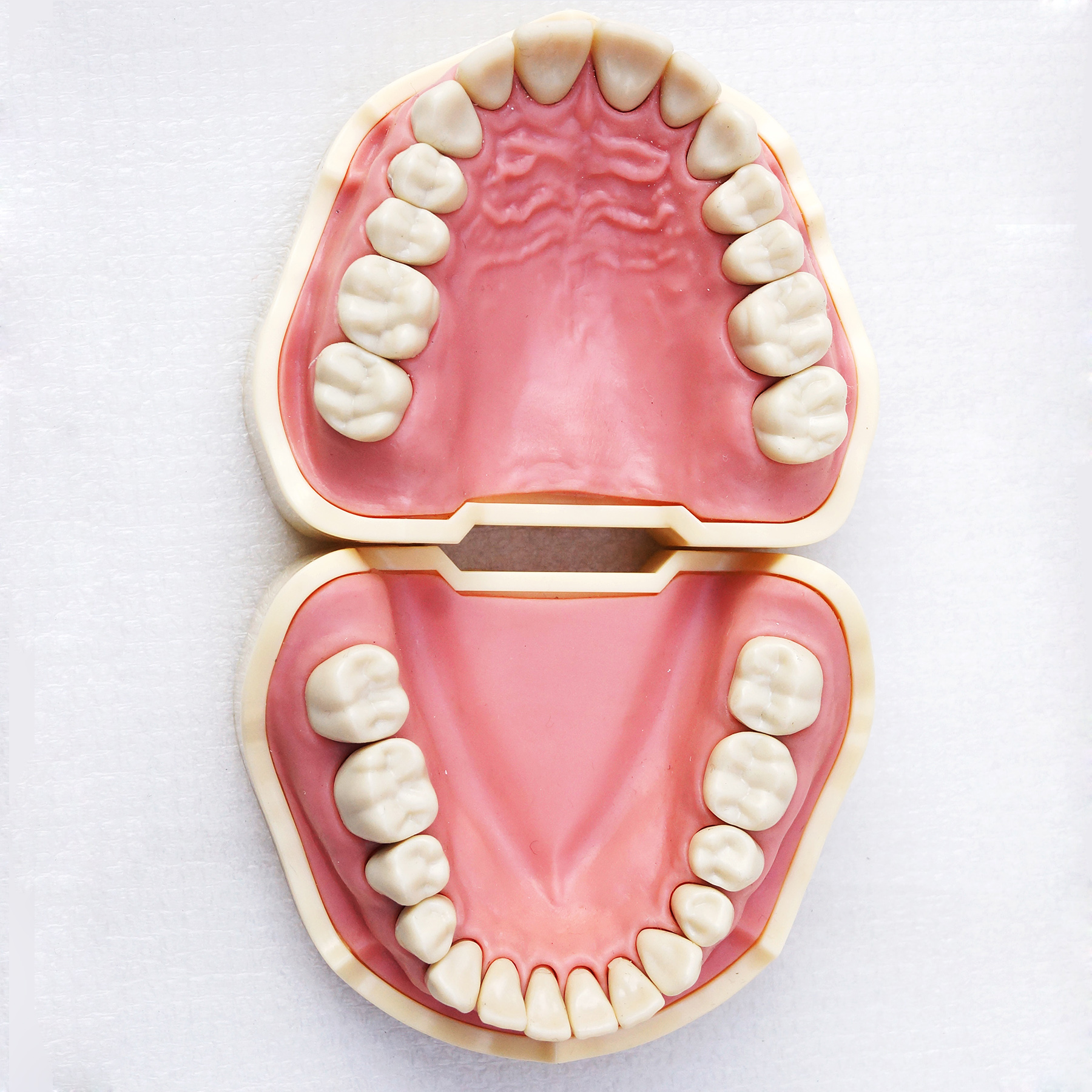 TM-A5-01 Standard Model, Dental Teeth Model Study And Teach Soft Gum BF Style 28pcs