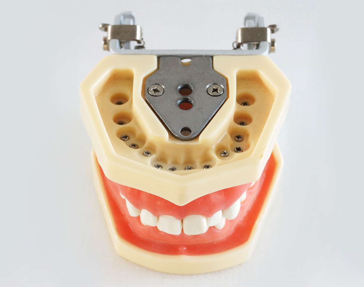 TM-A14 Dental Standard Teeth Model Study And Teach Model Soft Gum With Articulator SCREW FIX