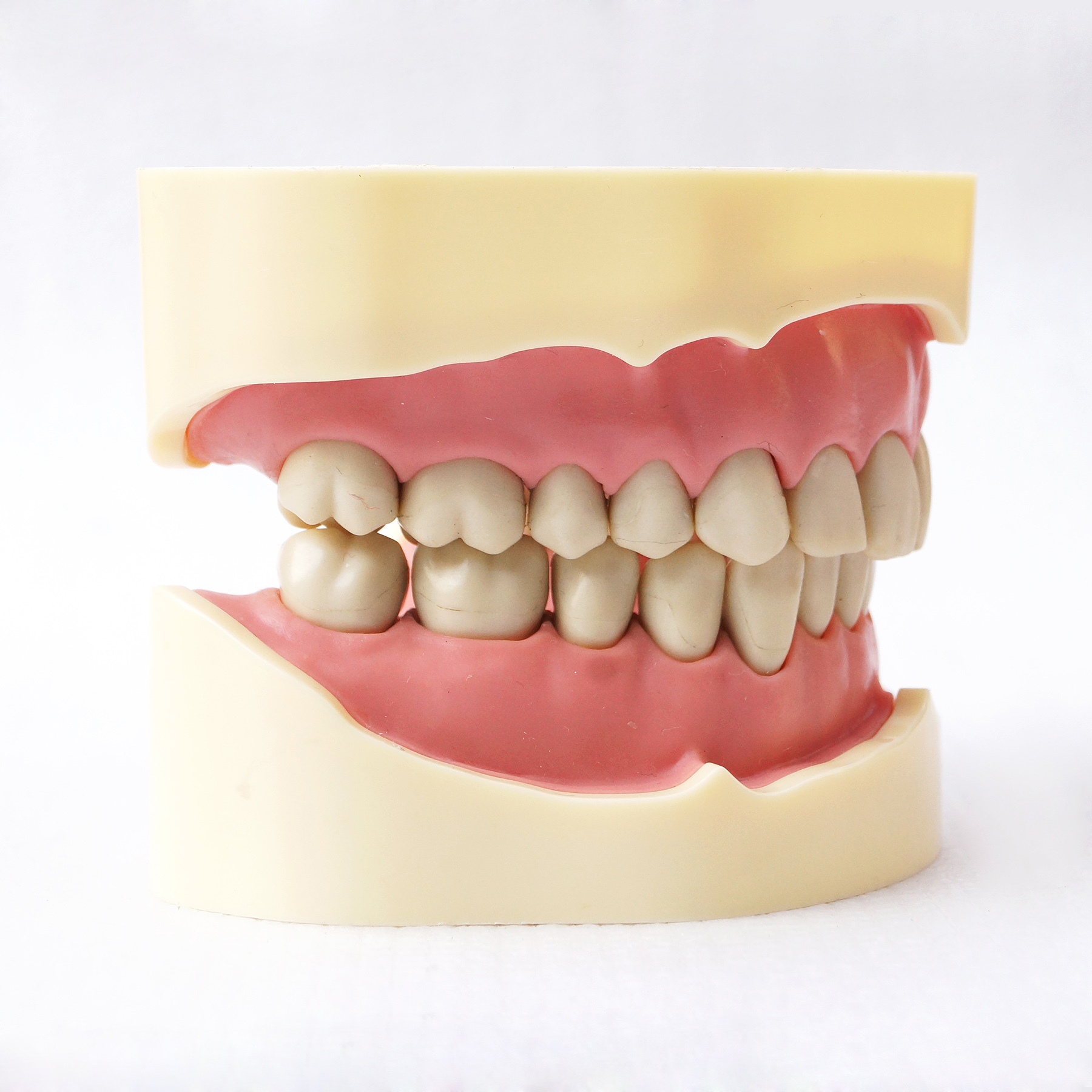 Dental Teeth Model Study And Teach Soft Gum BF Style 28pcs