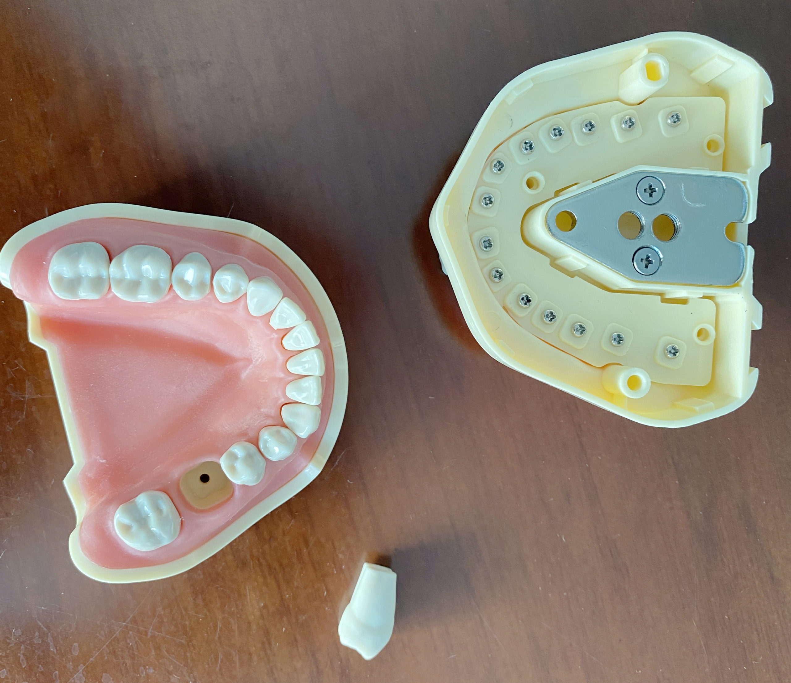 BoB体育下载牙齿模型研究与教学软胶BF型28件