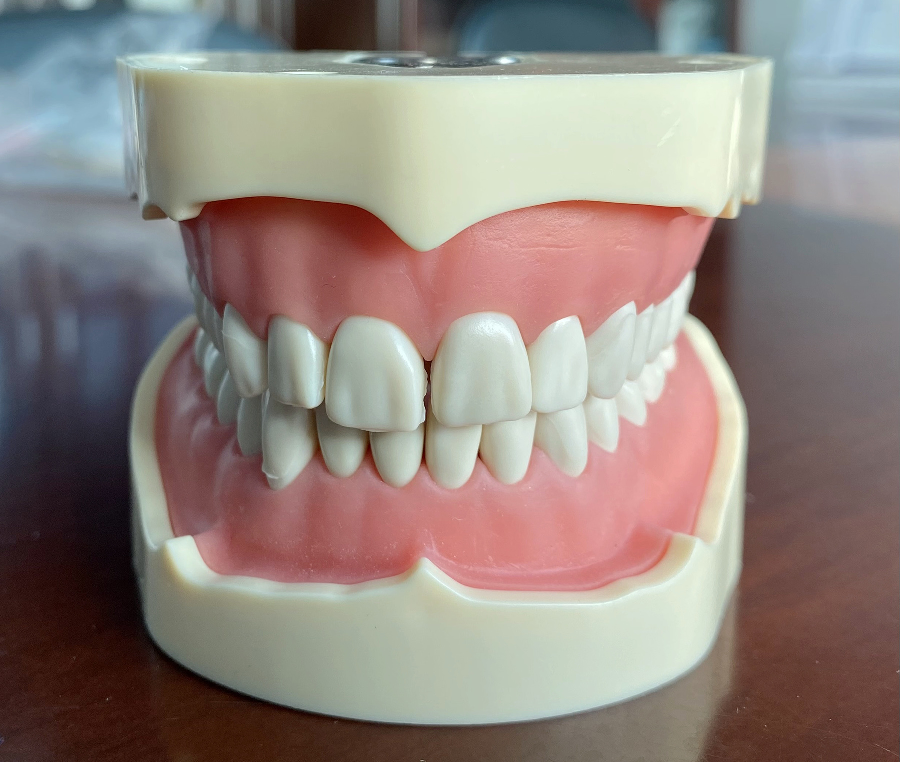 Dental Teeth Model Study And Teach Soft Gum BF Style 28pcs