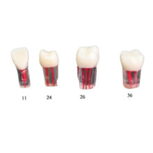 TM-N6牙BoB体育下载科牙齿模型内do管牙科实践牙齿模型牙医教学研究
