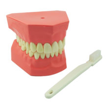 TM-S1 Two Times Tooth-brushing  Model