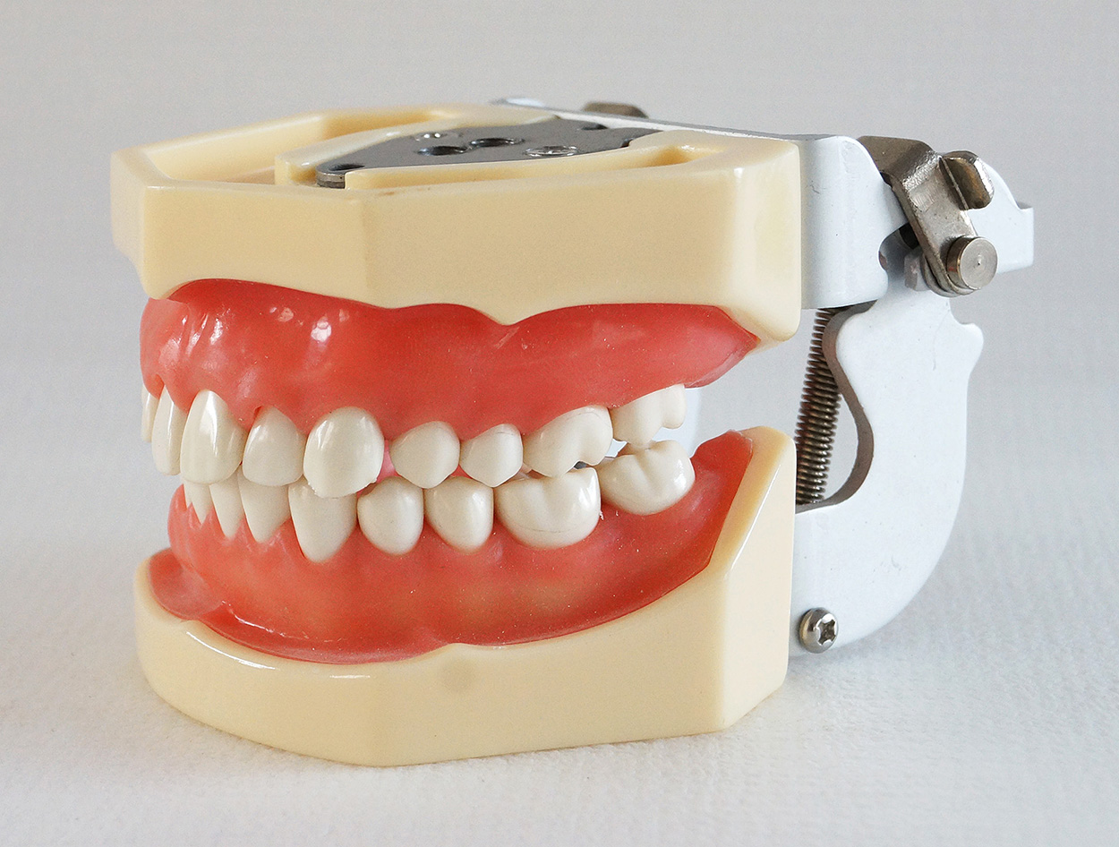 TM-A14标BoB体育下载准牙模型的研究及关节器螺钉固定软牙龈的教学