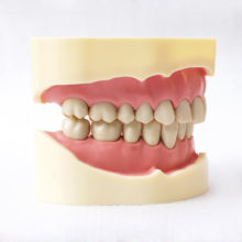 TM-A5-01标准模型，牙齿模型研究和教学软口香BoB体育下载糖BF款式28个