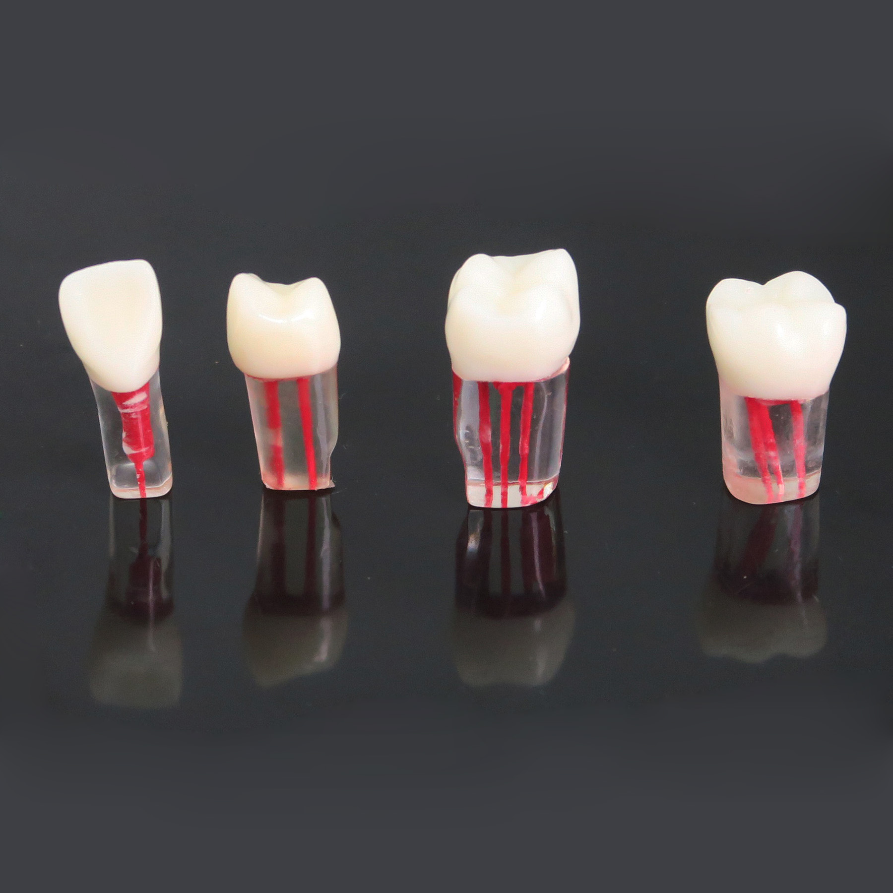 TM-N6牙BoB体育下载齿模型远藤管牙科实践牙齿模型牙医教授研究